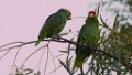 Red-crowned Parrot 2014-01-25_9